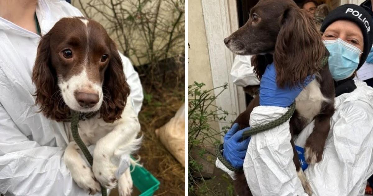 Woman banned from owning animals after neglecting dozens of horses and dogs
