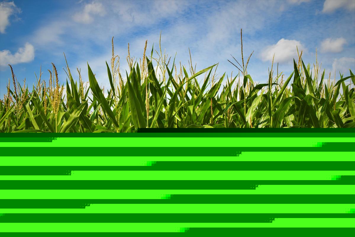 It's the Corns Fault We're All Miserable Right Now!