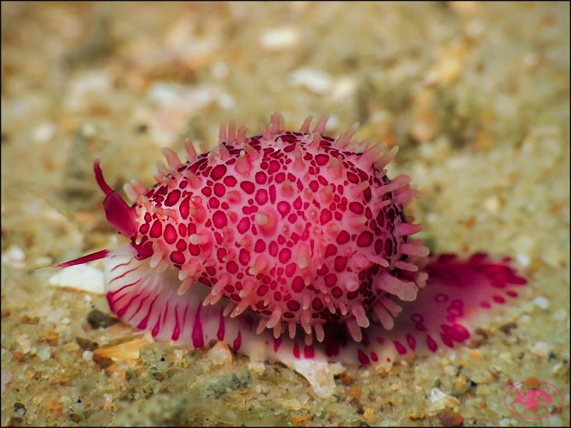 Animals - Cavanagh's egg cowrie
