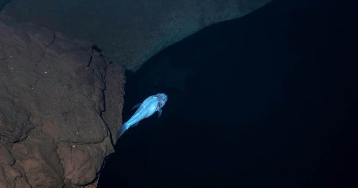 Scientists discover 'demon' cavefish tucked away in Alabama cave