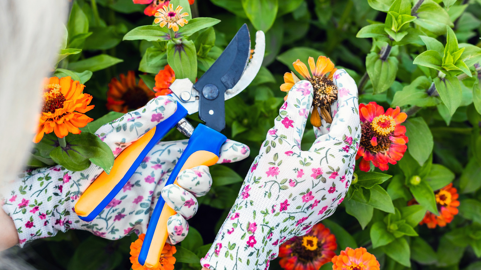 18 Plants To Deadhead In August For A Fall Garden Full Of Extra Blooms
