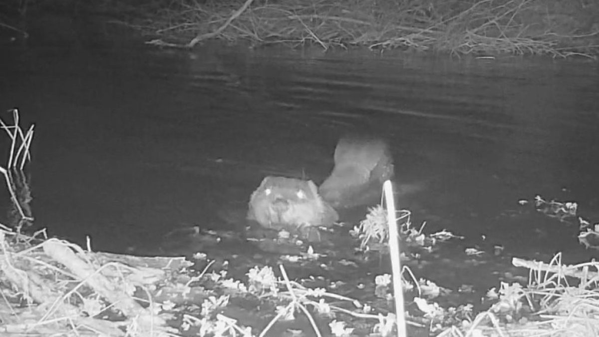 The nature vigilantes risking jail to release wild animals in ‘beaver bombing’ boom
