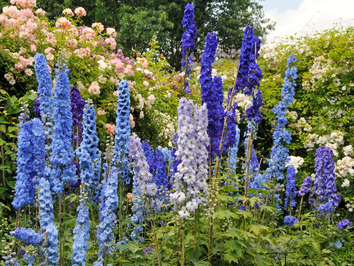 13 Gorgeous Blue Flowers That Look Almost Too Pretty to Be Real