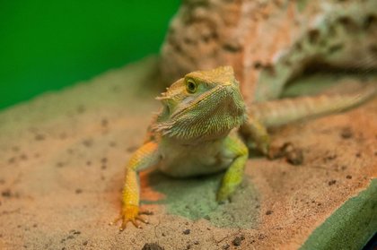 Reptile Abandoned + Rescued Near Grand Junction, Colorado
