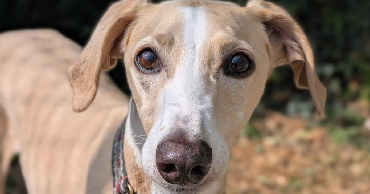 6 pets at Margaret Green Animal Rescue who dream of finding a cosy new home