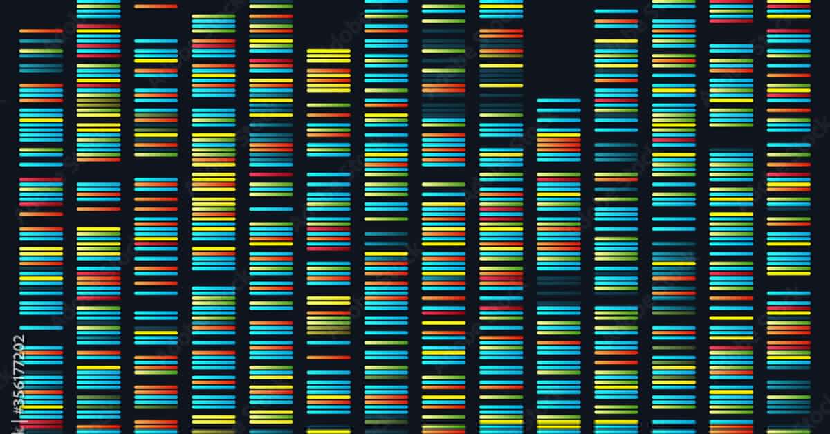 El genoma humano, por fin completo: la ciencia descifra el 8% que faltaba, con las dos copias de nuestro 'libro de instrucciones'