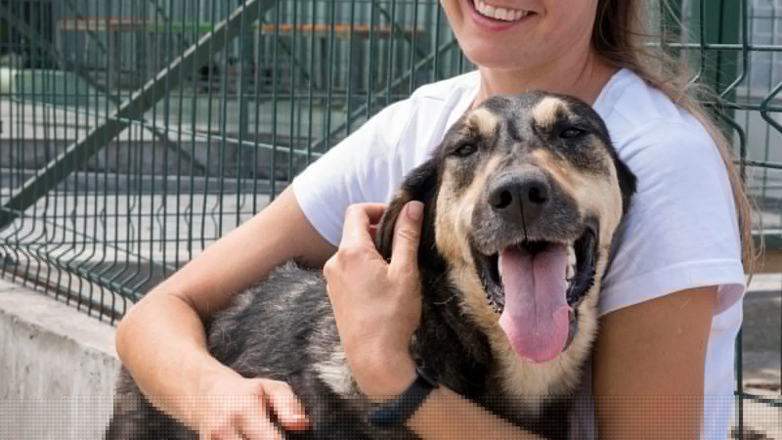 Adotar um cachorro vai além da aparência; veja o que considerar antes da escolha