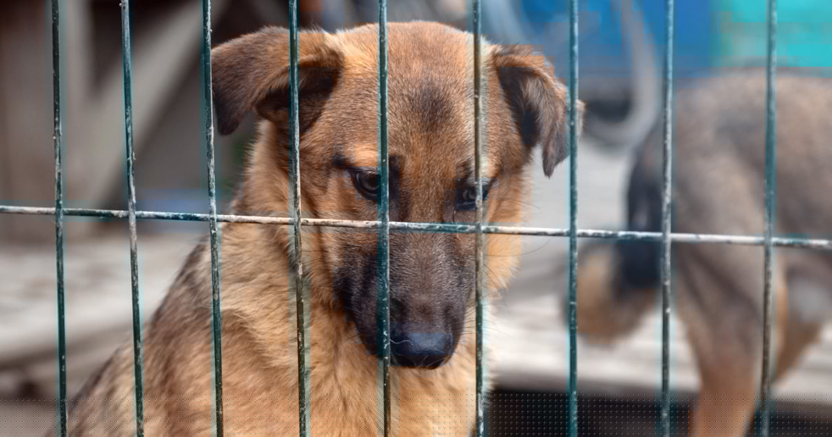 Extrem hohe Kosten - Italien: Tausenden Hunden droht Leben im Tierheim
