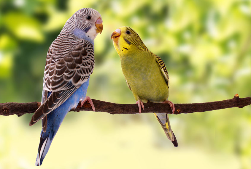 Some birds will learn to dance without being taught: study