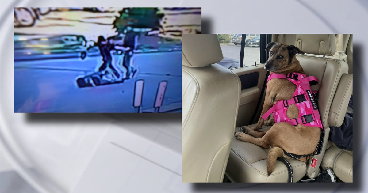 Disabled man attacked in NW Harris County, emotional support dog stolen in violent robbery