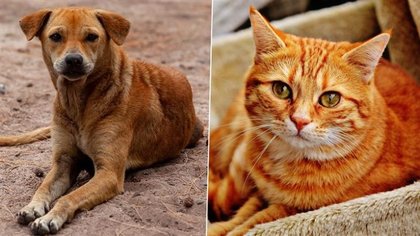 No More Pet Walks in Prayagraj? Civic Body Plans To Ban Dogs and Cats From Public Parks