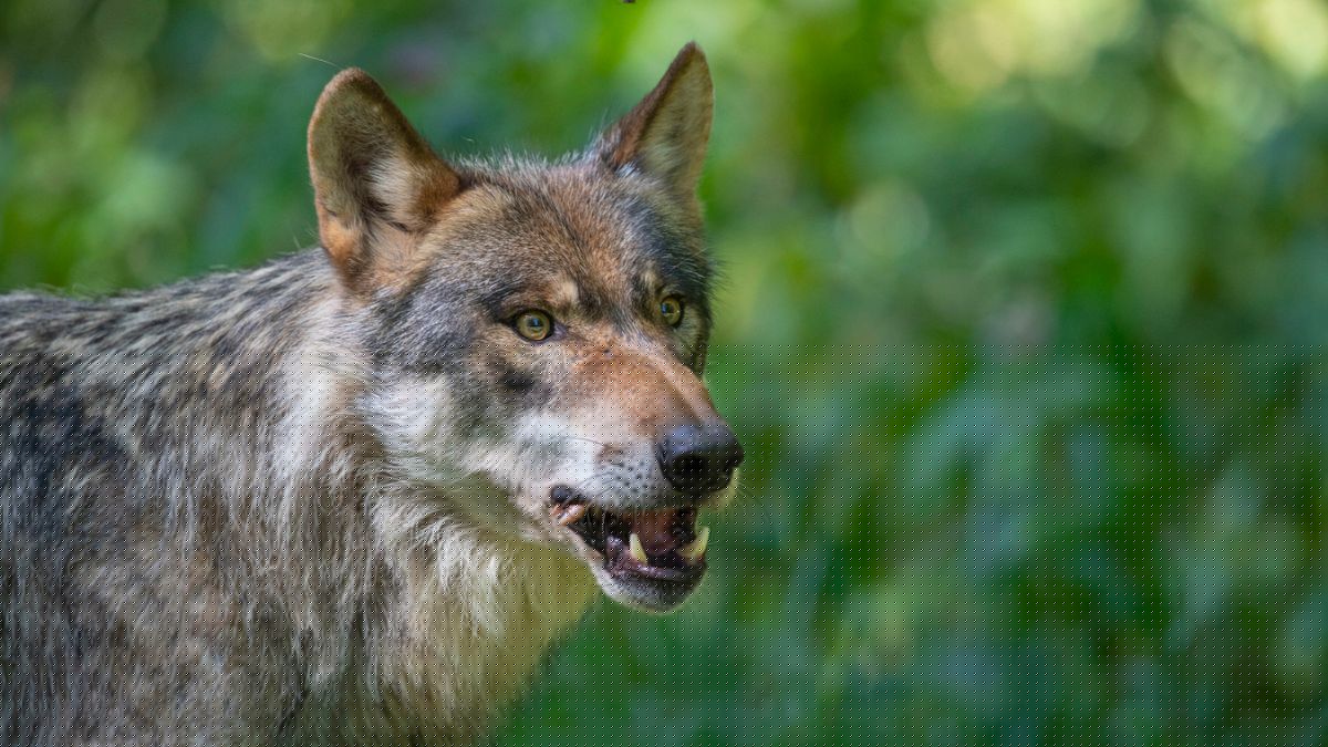 Wolfsangriff in Italien: »Die Mutter und das Kind haben alles durchs Fenster beobachtet«