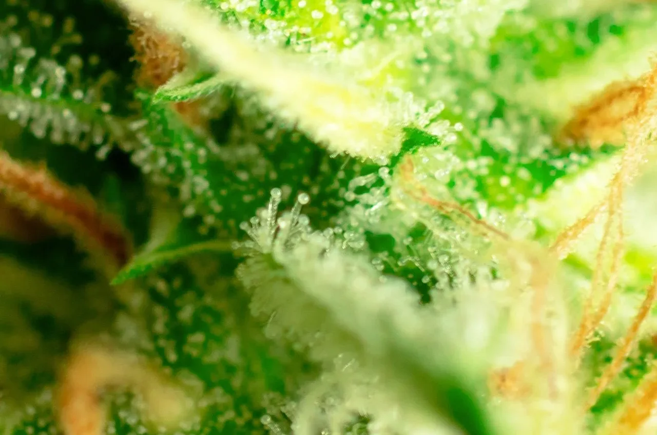 New Jersey Legal Marijuana Sales Reach $101.2 Million in July, 2026 Total Tops $650 Million
