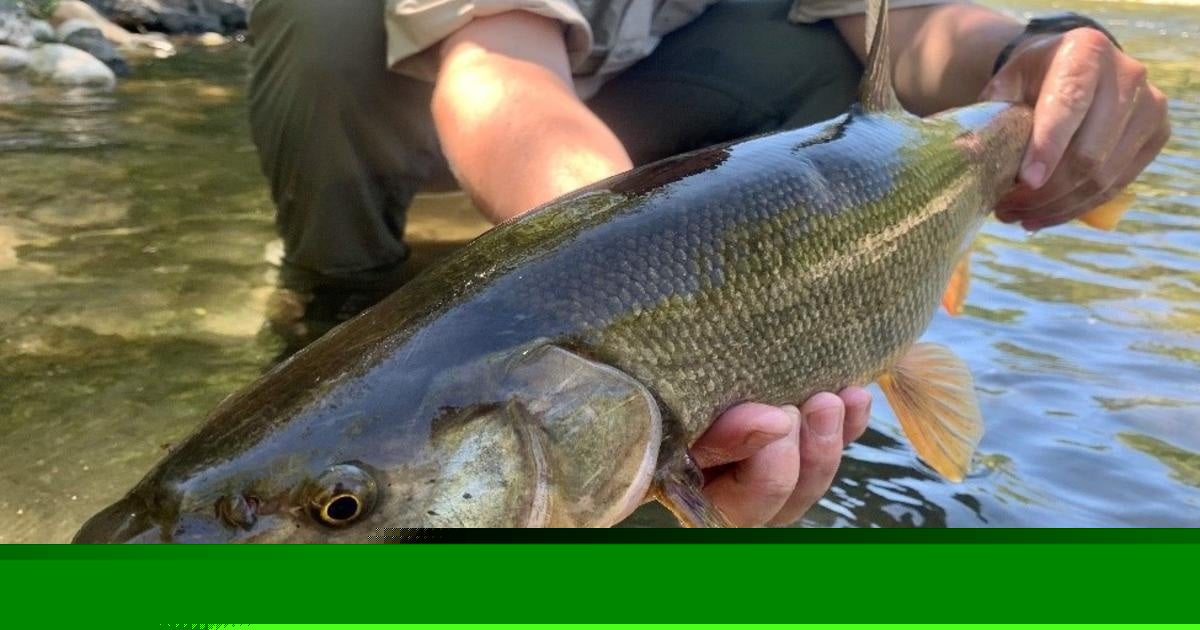 California Pays Anglers $5,000 to Catch Invasive Pikeminnows