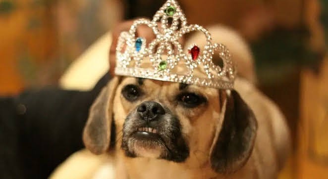 Kansas City Shelter 'Best In Show' Returns