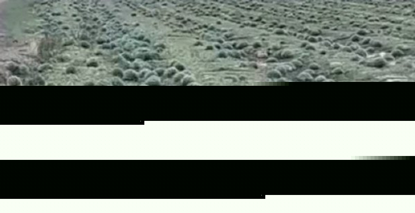 ​Kelmendi angazhon kompaninë për të mbështetur kultivuesit e shalqirit të dëmtuar nga breshëri në Istog