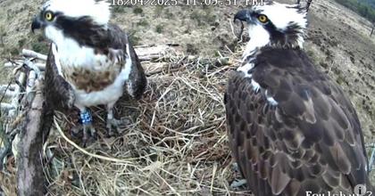 Cat's Life: Sadness as Foulshaw Moss osprey cam switched off after season of firsts