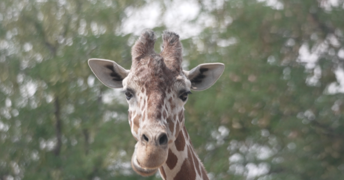 Denver Zoo expands cooling measures amid prolonged summer heat