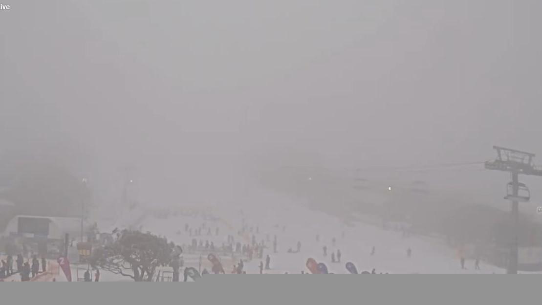 Man dies and woman injured after tree falls onto car at Victoria’s Mount Buller ski resort