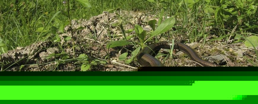 Natuurjournaal 4 augustus 2026
