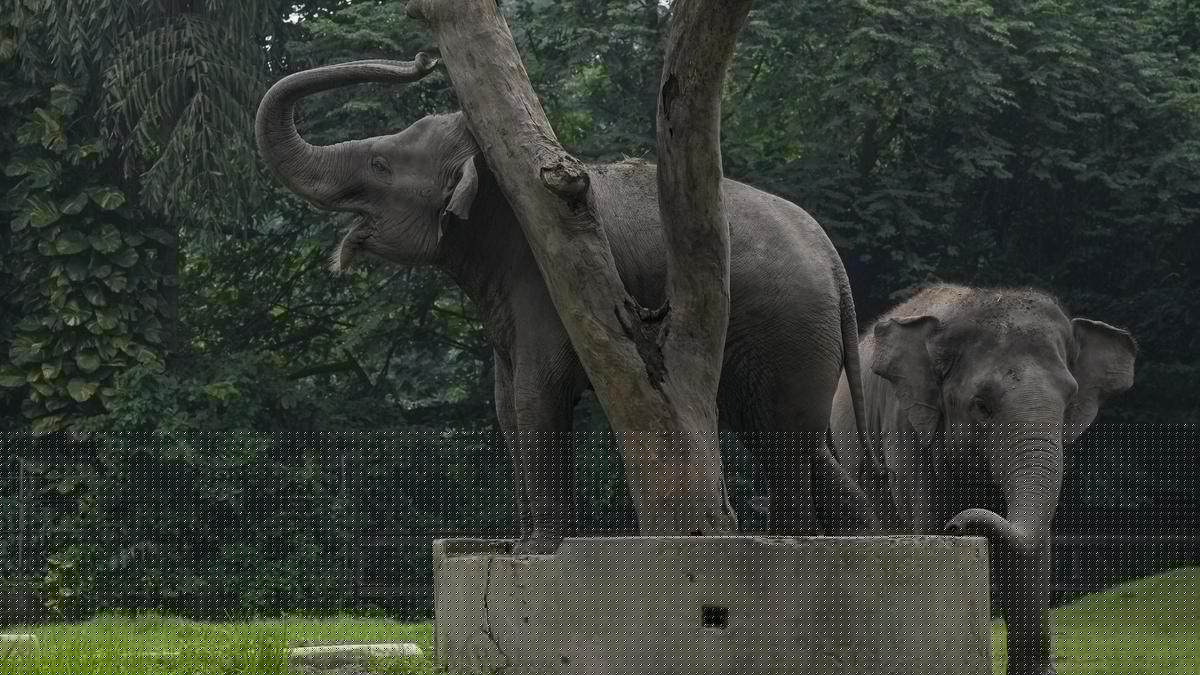 World Elephant Day: Special treats for elephants at Sakrebyle camp