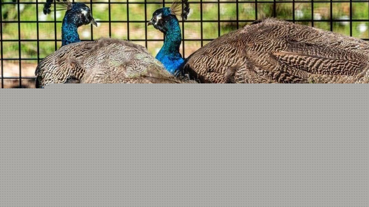 45 years later, India sends peacocks to UN again; who gifted them last time? | VIDEO