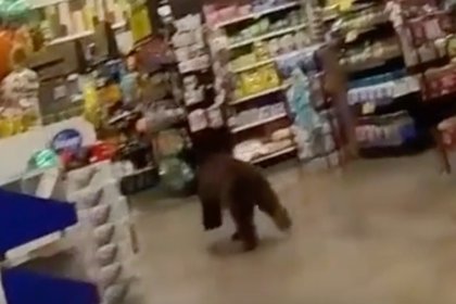 Watch a bear prowl through grocery store aisles in Arizona