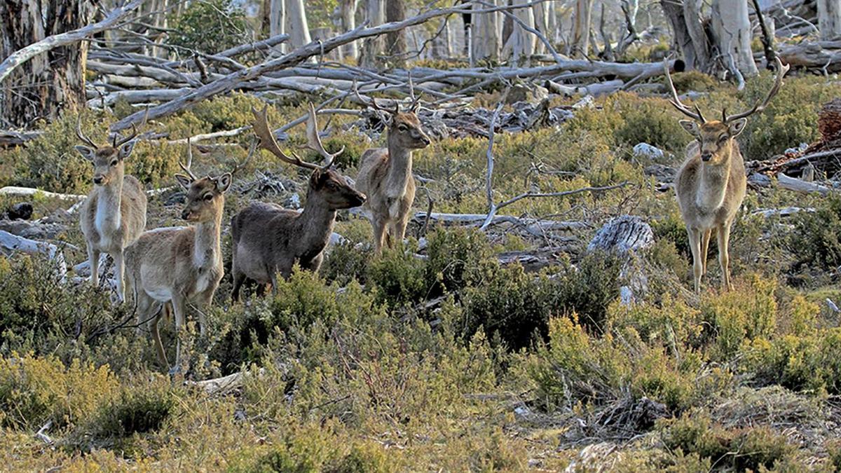 Wild deer pie anyone? Hunters gather to eat the problem