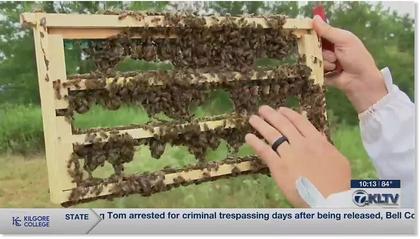 Beekeepers highlight record number of bee colony losses in Texas - 62% loss