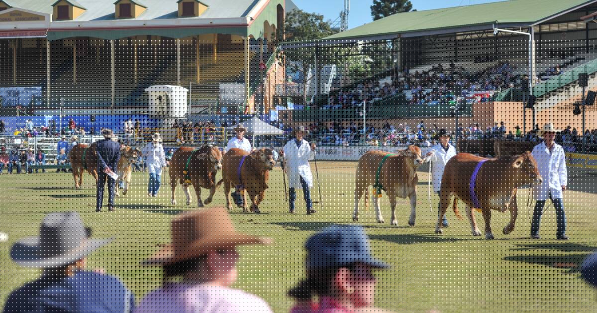Ekka stud cattle judging 2026: every ring, every breed, every result