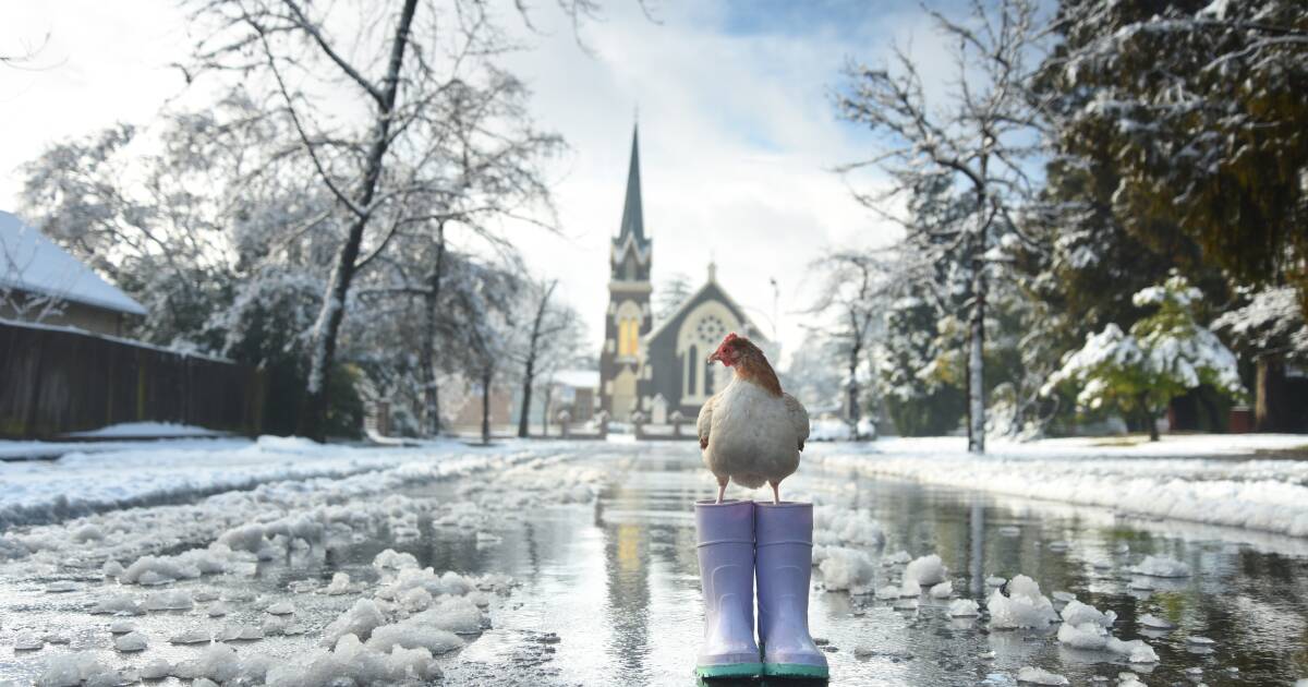 One year on: Relive Armidale's unforgettable once-in-a-generation snowfall in pictures: