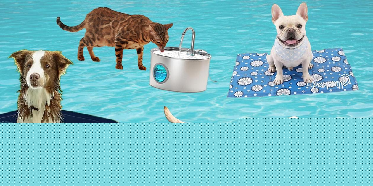 Sommer, Sonne, Vierbeiner: Diese Gadgets machen die Hitzewelle für Hund & Katze erträglicher