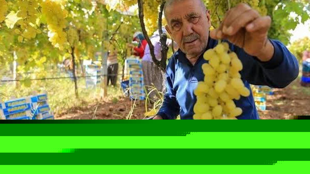 Manisalı üretici üzüm fiyatlarının erken açıklanmasını bekliyor