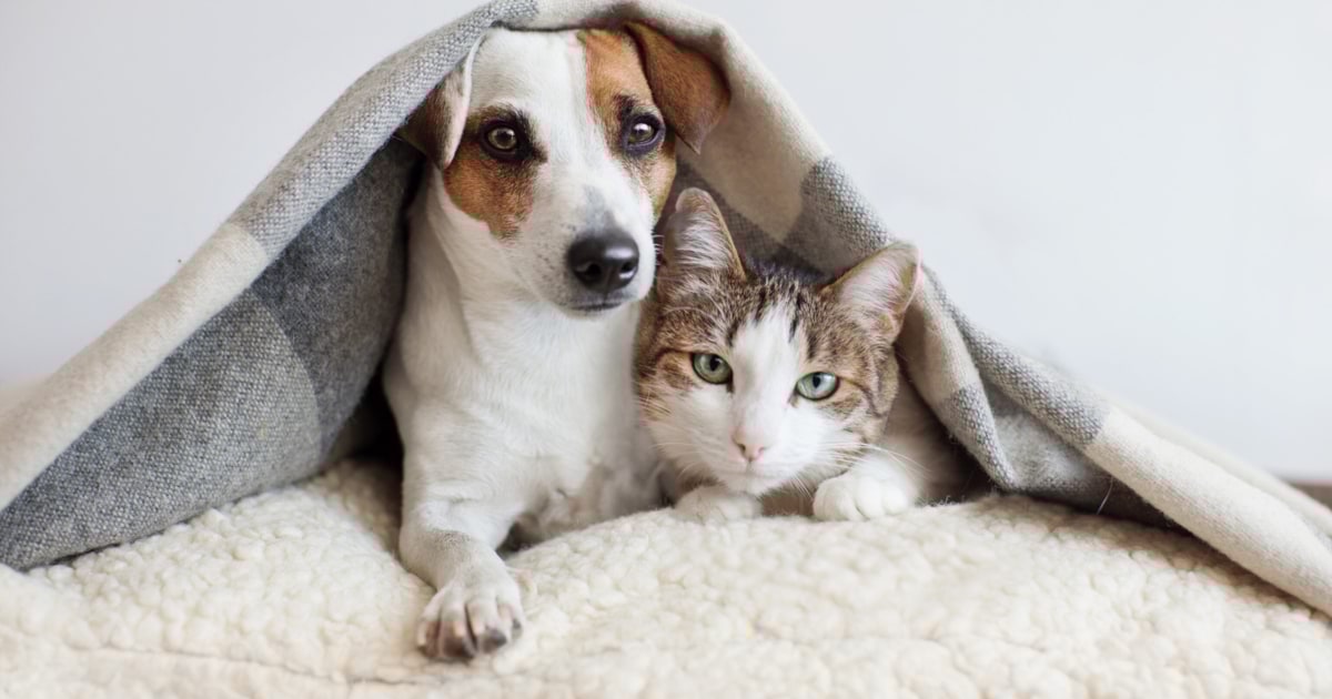 Sehnen sich nach Liebe - Tiere in steirischen Heimen suchen ein Zuhause