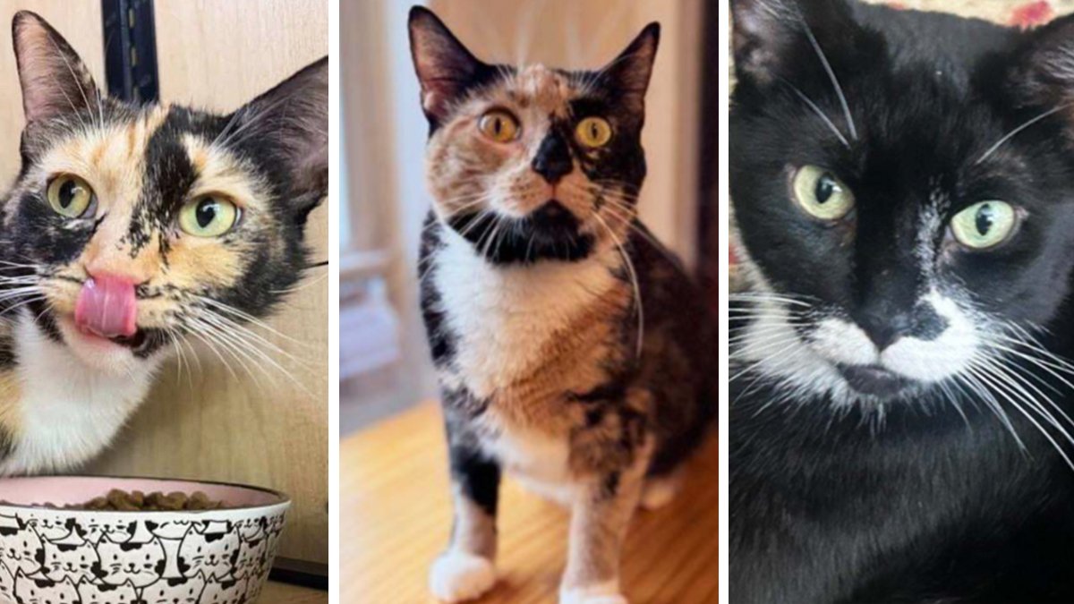 Open your heart and meet the adoptable cats waiting at KittyKind