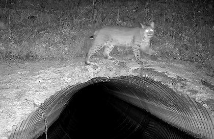 Trail cameras capture footage of rare wildlife in Portland-area wetlands