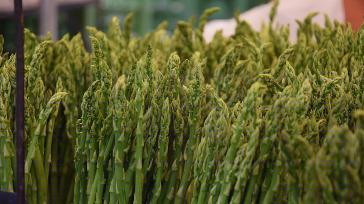 Cara Menanam Asparagus di Pekarangan Rumah, Satu Sayur Bisa Diolah Jadi Berbagai Sajian Lezat