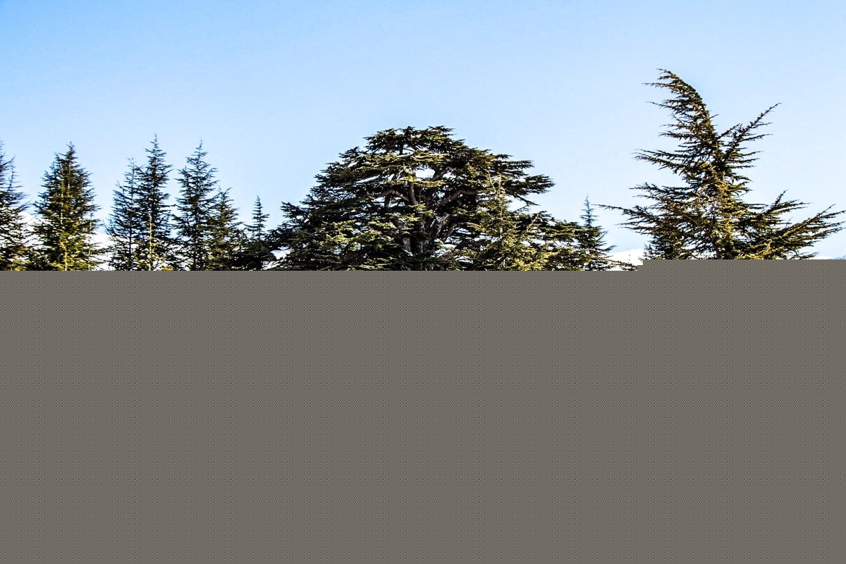 Gilgamesh, Humbaba et les cèdres du Liban : le vieux récit d’une forêt sacrée violée par les hommes