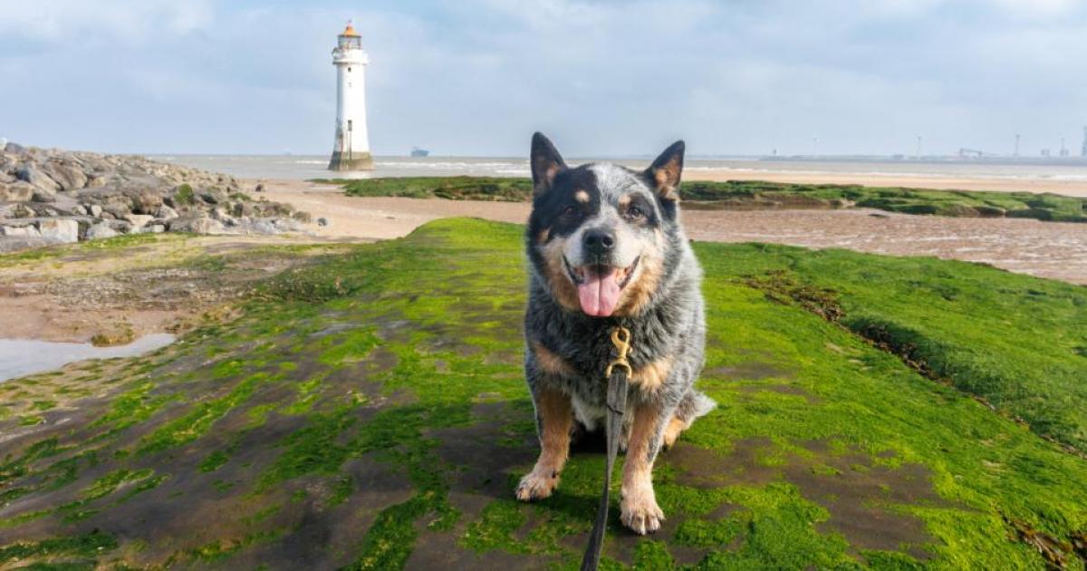 Campaign launched to raise funds for memorial to much-loved local dog