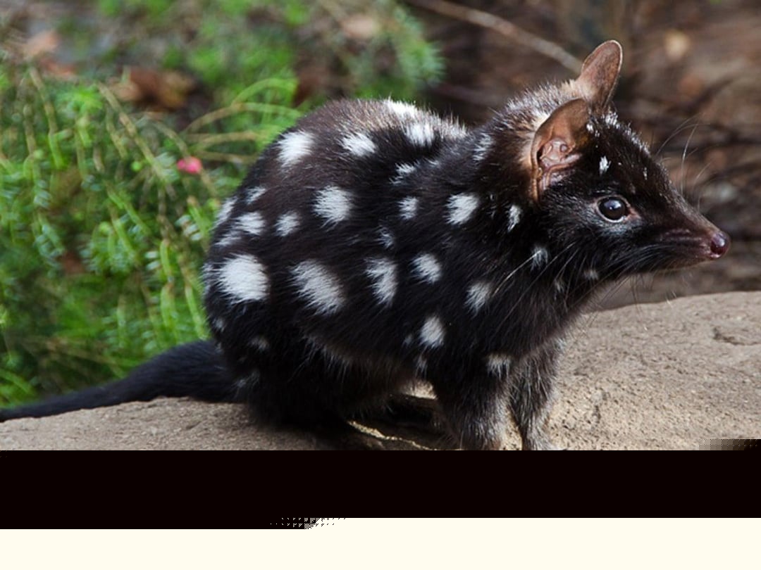 Animals - Eastern quoll