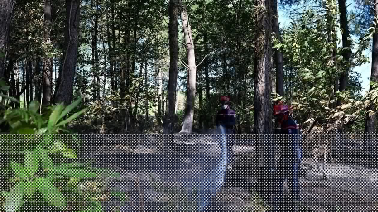 RÉCIT. « Compliqué à fixer » : comment les pompiers luttent depuis 24 heures contre un feu de forêt du Maine-et-Loire