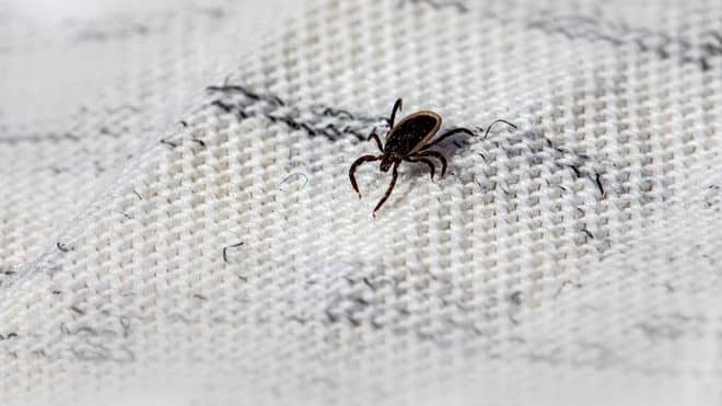 Lyme disease cases surge, Canandaigua man raises alarm