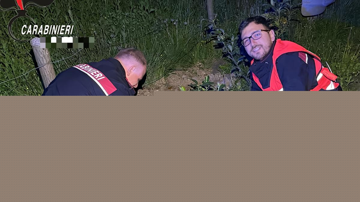Caprioli investiti a Mede e Miradolo Terme: 21enne ferito e l'altra auto in fiamme