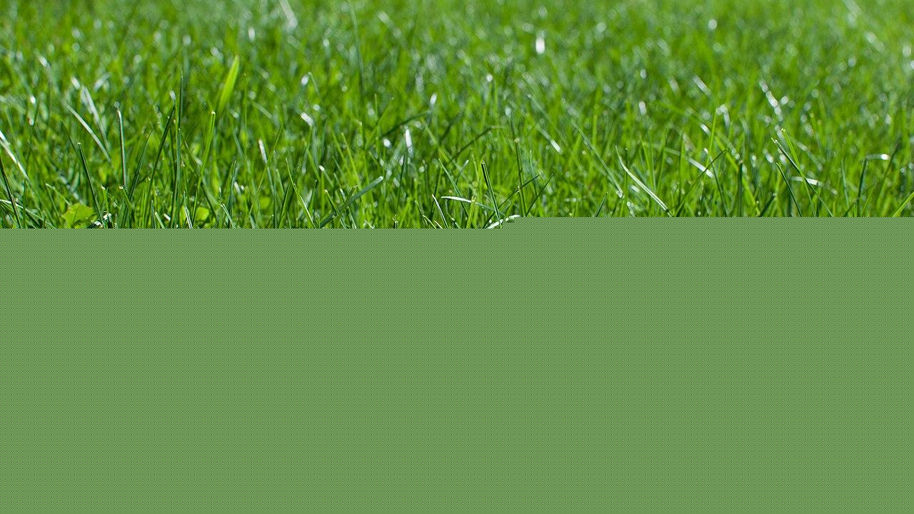 Replacing a regular lawn with plants that don't require mowing
