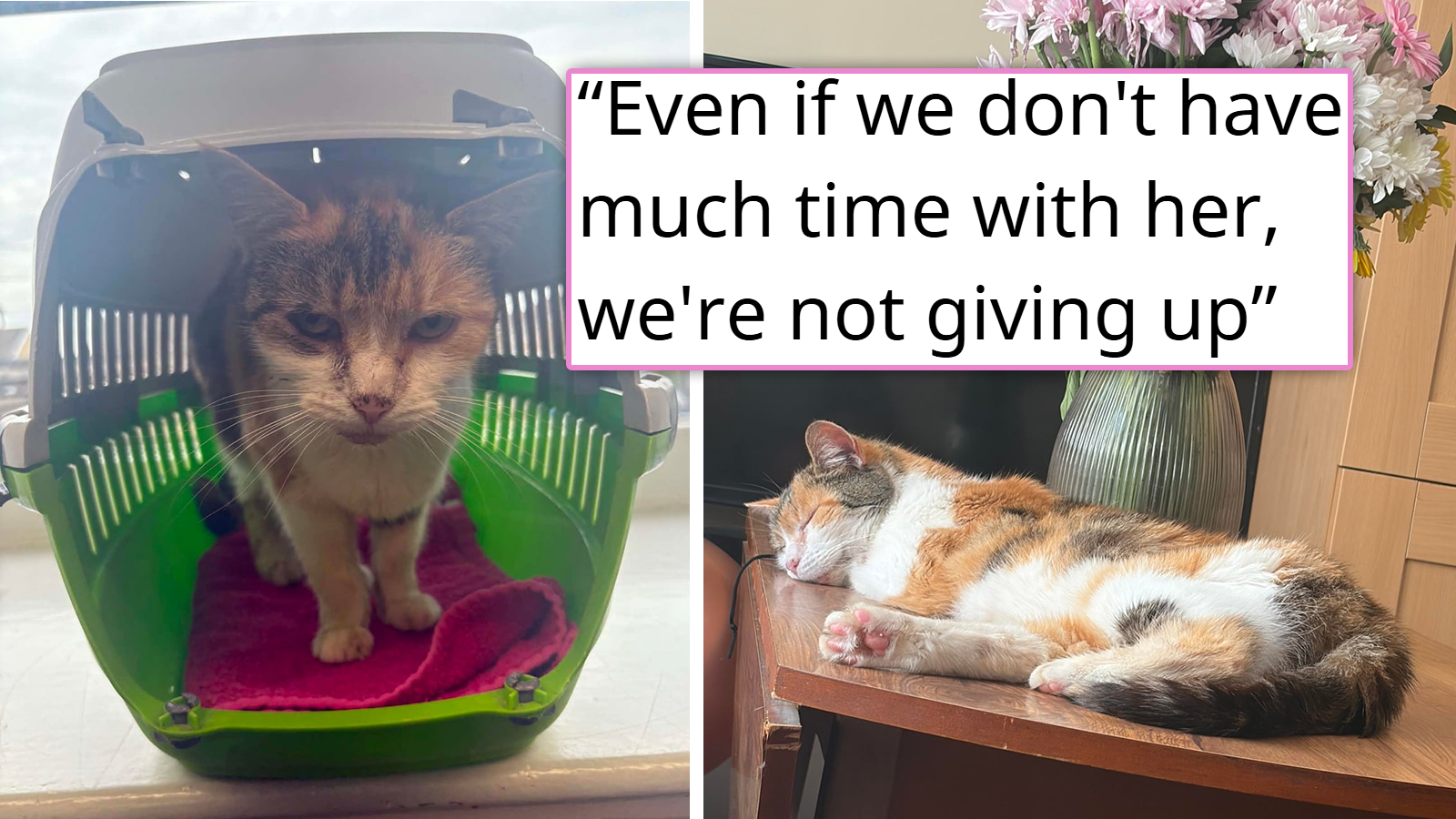 8 years after she was forced to give her cat away because of a toxic ex, the cat is found as a sick stray with her microchip still attached; the mom and daughter rush to the vet and bring their cat back home: 'She recognised us both instantly'