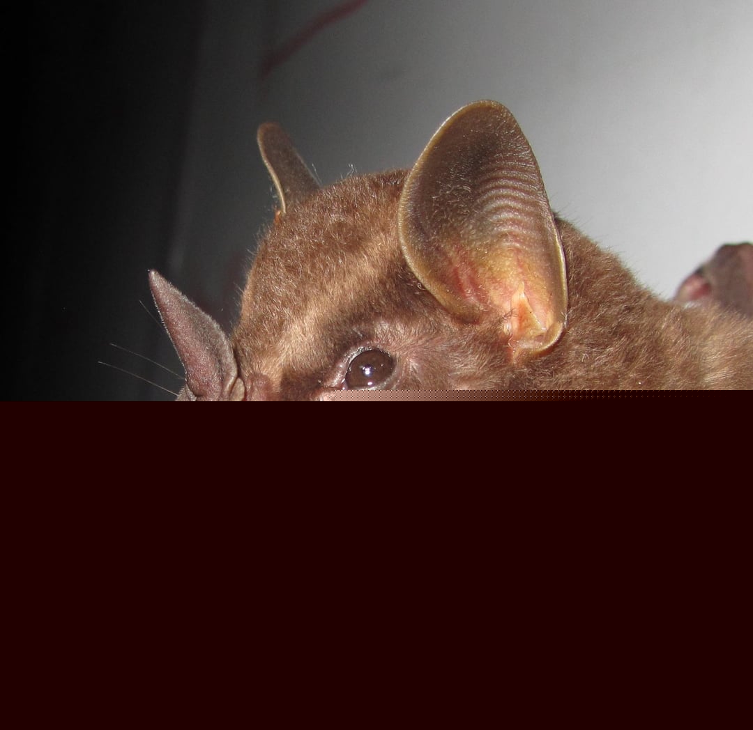 Animals - Buffy Broad-Nosed Bat