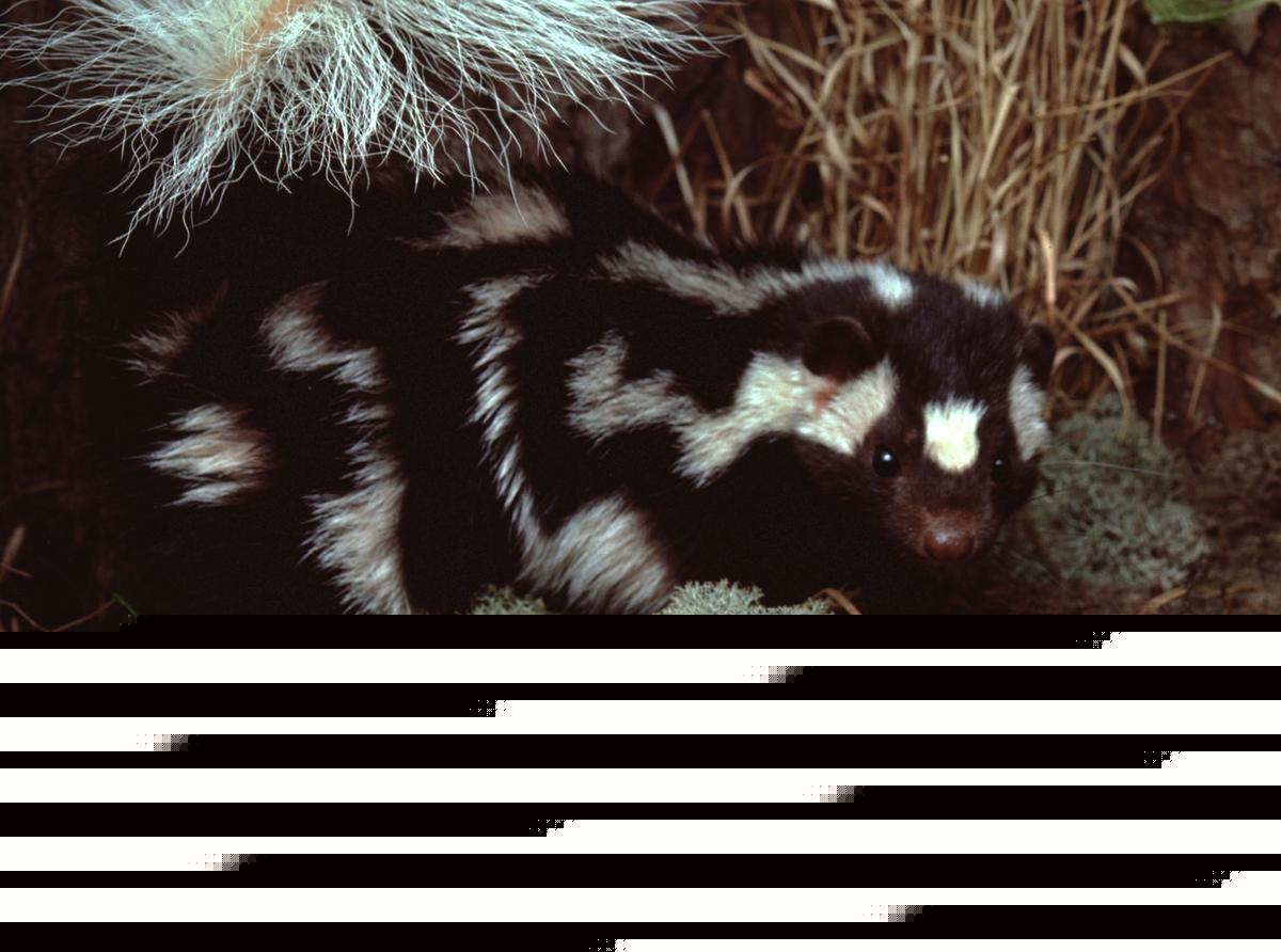 This Tiny Skunk Does Handstands Before It Sprays