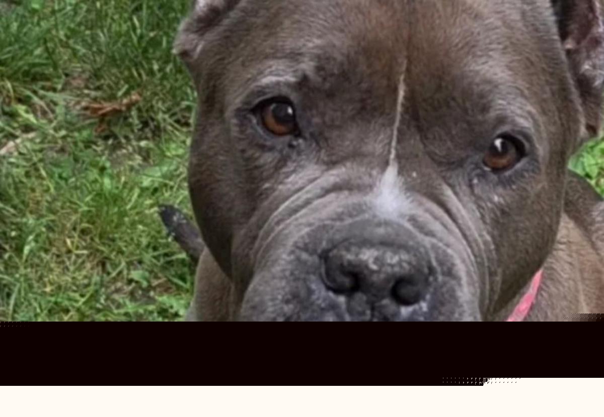“Dangerous Dog” Euthanized After Attacking Hudson Valley Teen