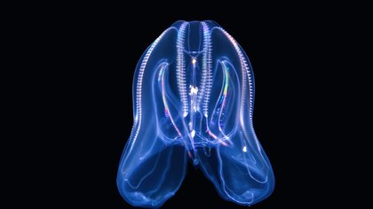 Venice is being invaded by cannibalistic jellyfish with vanishing anus... and they're wreaking havoc