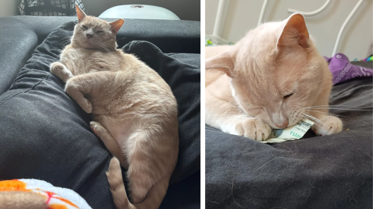 '$800 at the ER vet later, and he's just orange': One-brain-cell orange cat decides to help his automatic litter box break up clumps, in hilarious turn of events owner goes from worried to broke but relieved